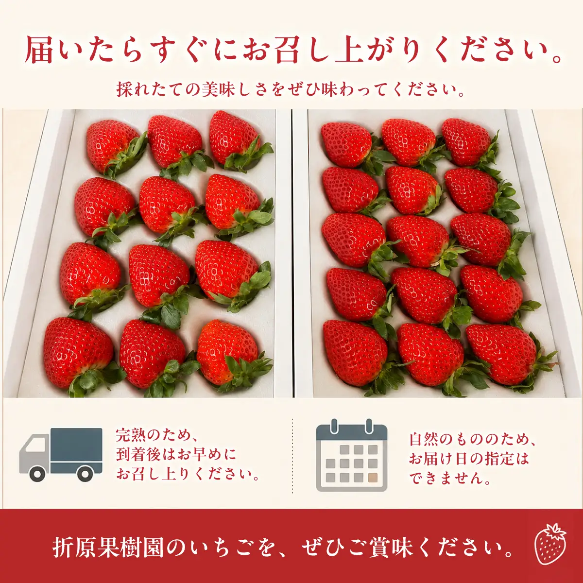 【先行予約】いちご あまりん 12粒 or 15粒 贈答 折原果樹園 あまりん
