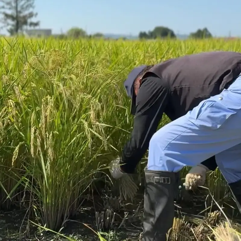 【令和8年産・白米5kg】長野県産コシヒカリ 「しげちゃん米」（北海道・沖縄県・離島は配送不可） こしひかり 精米 新米 2026年産 産地直送 信州 佐久市 旬彩