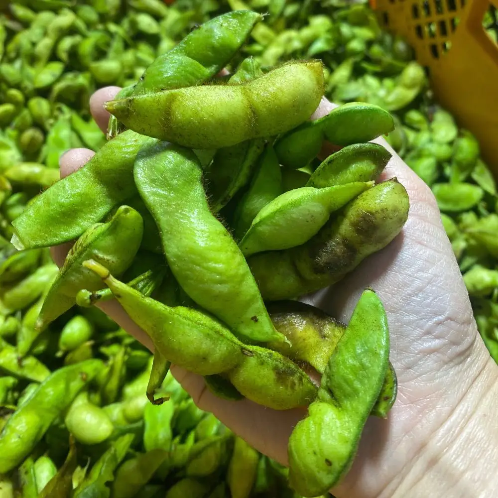 丹波篠山産黒枝豆 1.5kg（500g×3袋） [ONB009]