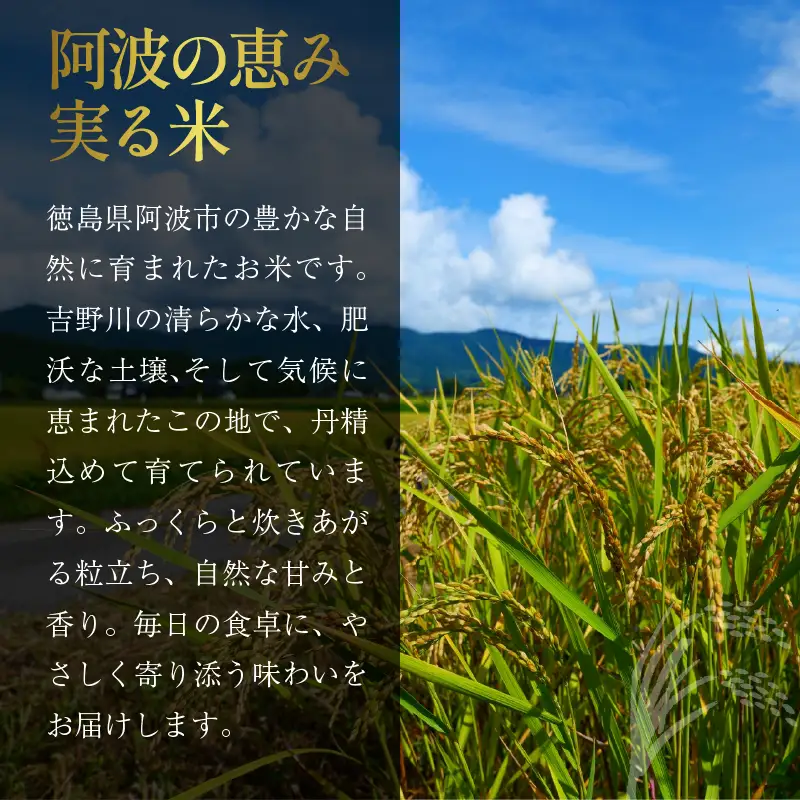 もち米 5kg 令和8年産 もち米