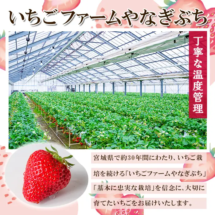≪先行予約受付中！≫宮城県登米市産いちご もういっこ 1.2kg（4パック） フルーツ 果物 果実 デザート くだもの いちご イチゴ 苺 ストロベリー 甘い パック 【いちごファームやなぎぶち】tm702
