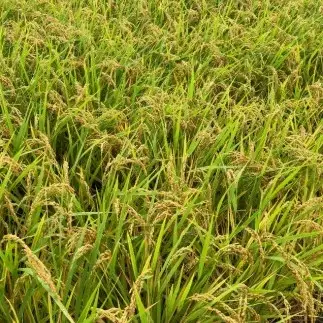 令和8年度産　ヒノヒカリ米　5kg