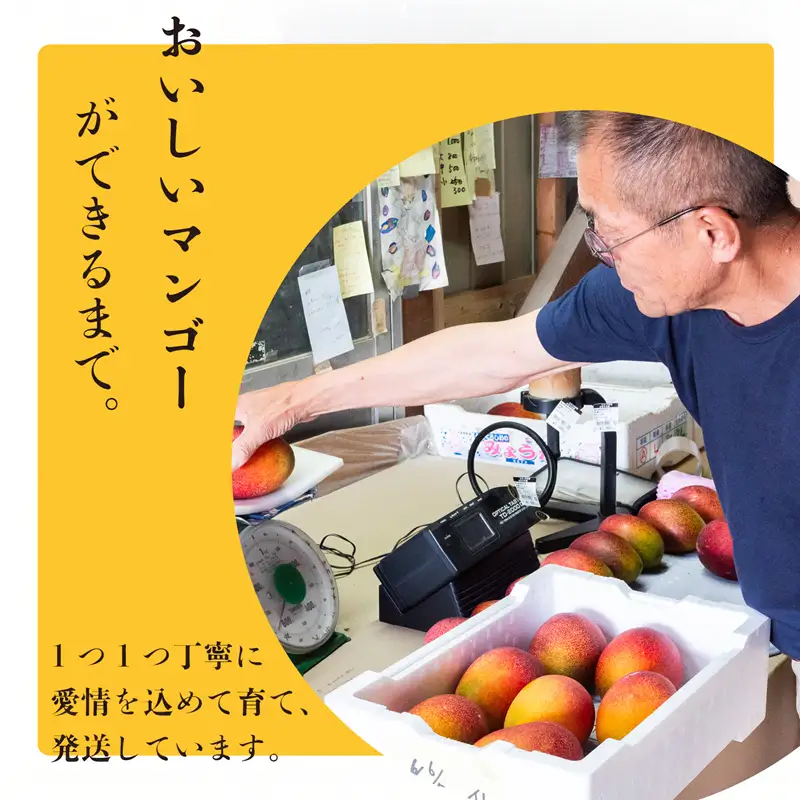 【ふるさと納税】 早期予約 マンゴー 秀品 2 ~ 3 玉 × 4箱 ( 3.6kg )