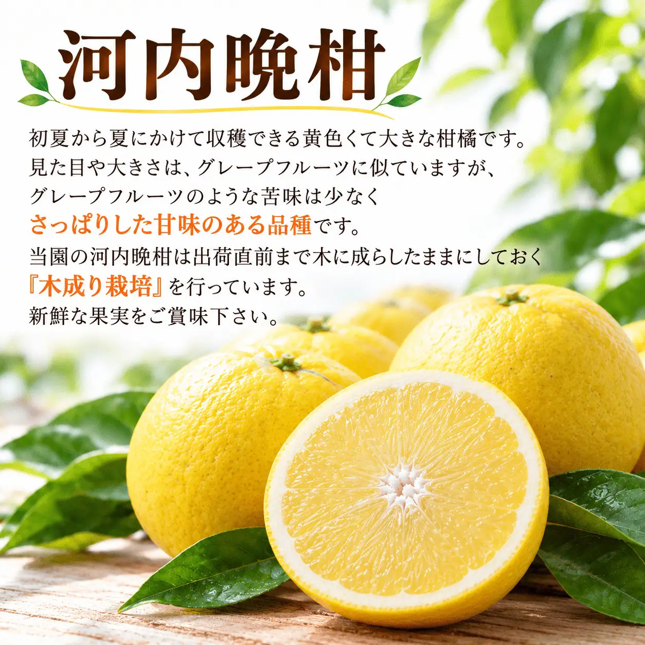【先行予約】旬の柑橘定期便3回 訳ありえひめみかん（温州みかん）5kg 訳ありせとか 3kg 贈答用河内晩柑 5kg   吉田農園  サイズミックス  人気 ブランド プレミアム 柑橘 果物 フルーツ 期間限定 産地直送 国産 農家直送 わけあり 特産品 お取り寄せ mikan 蜜柑 ミカン オレンジ  ビタミン 甘い おいしい  不揃い 吉田農園 愛南町 愛媛県