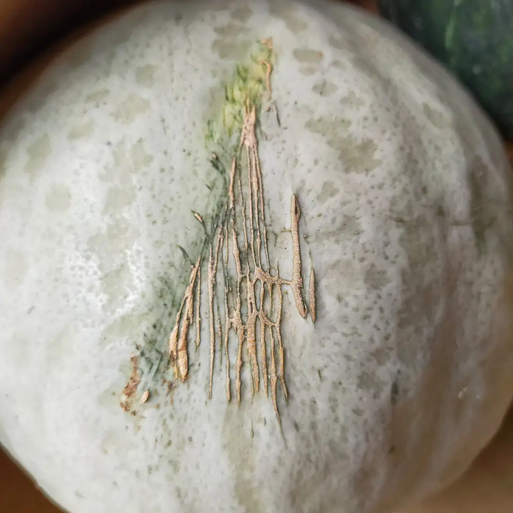 ほくほく甘いかぼちゃセット 2種（蔵の匠・雪化粧）合計約7kg 青森県十和田市産