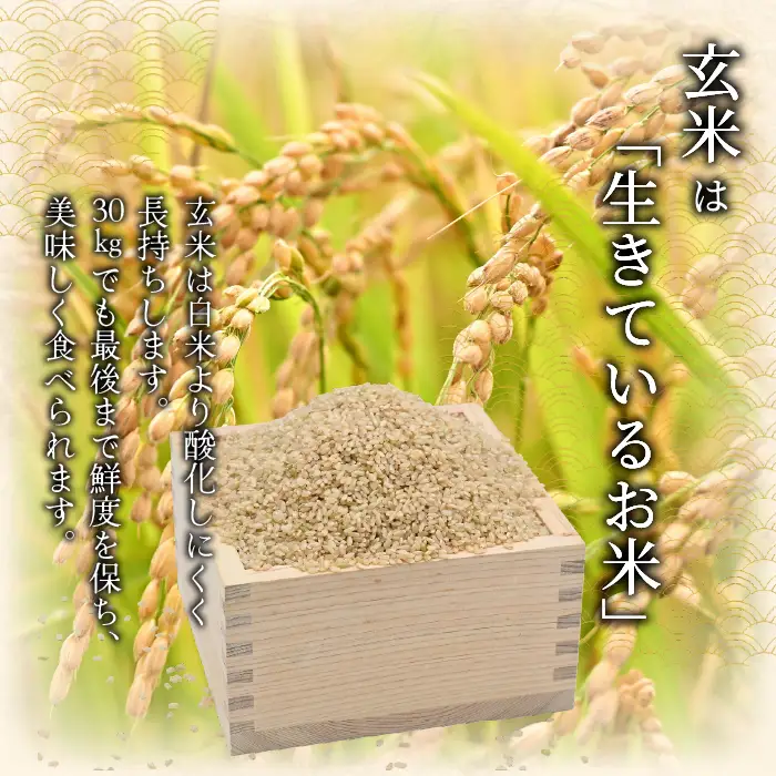 【2026年12月発送】令和 8 年産 新米 【 配送時期が選べる 】 奈井江町 ゆめぴりか 玄米 30kg 特 A ランク評価 低タンパク追求 JA 新すながわ 大容量 クリーン農業 北海道米 ブランド米 産地限定米 お米 米 こめ ごはん ご飯 ないえ