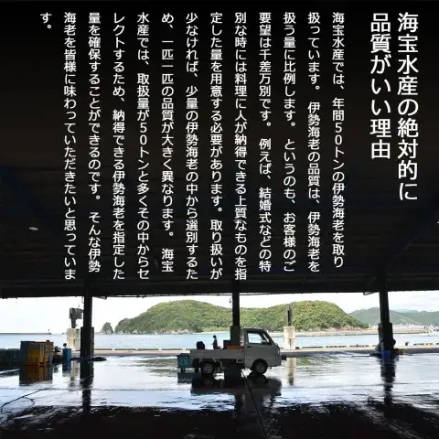 訳あり 活き 伊勢海老 3～5尾 計 約1kg (冷蔵)
