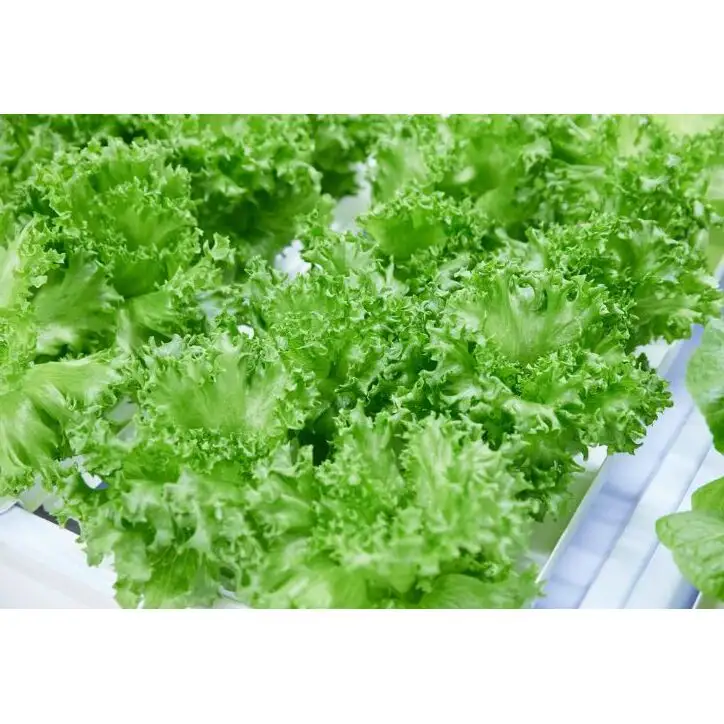 【11/3(火・祝)開催】FARM HANEDA見学会チケット 見学 収穫 体験 体験チケット 植物工場 野菜 栽培 レタス ラディッシュ サラダホウレンソウ 大田区 東京都