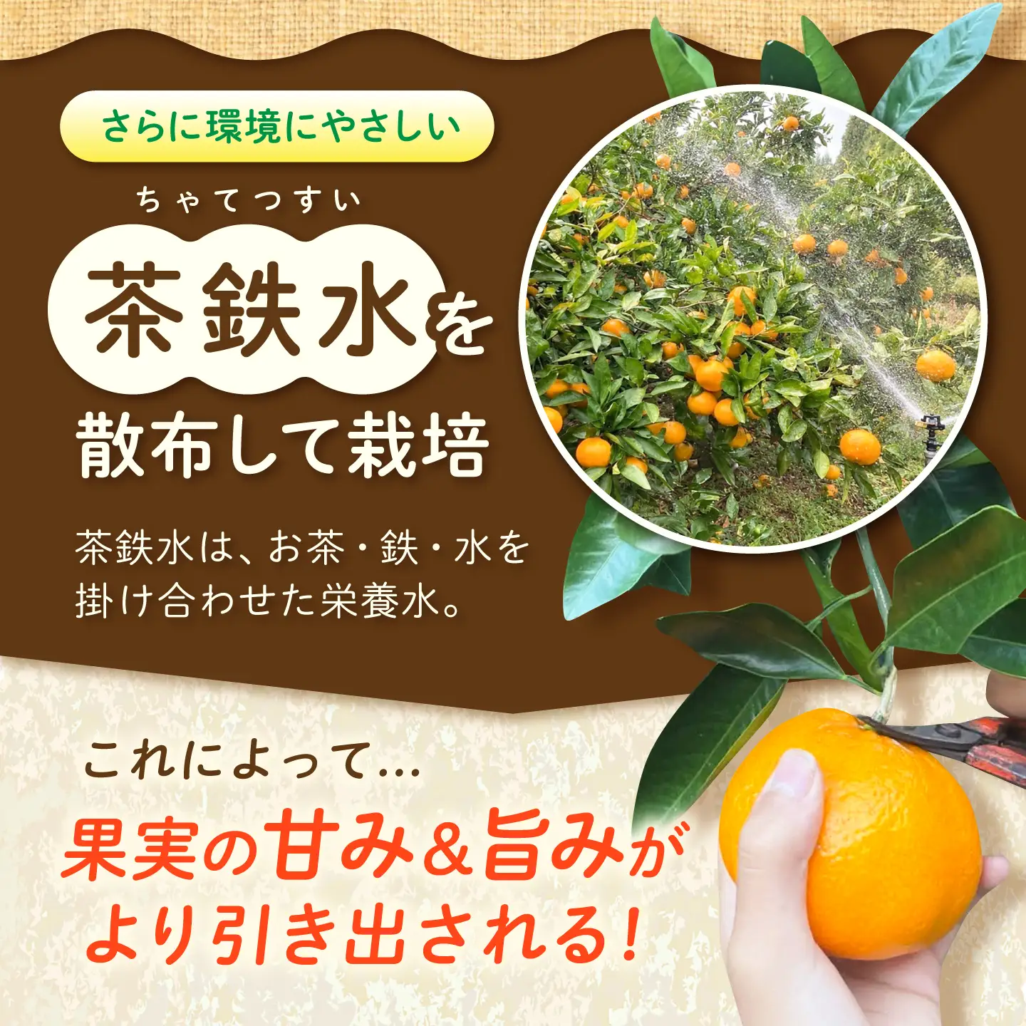【12月上旬から1月上旬にかけて順次発送】【ご家庭用】 青島みかん 約5kg 広川町 / やまんた農園[AFCP002]