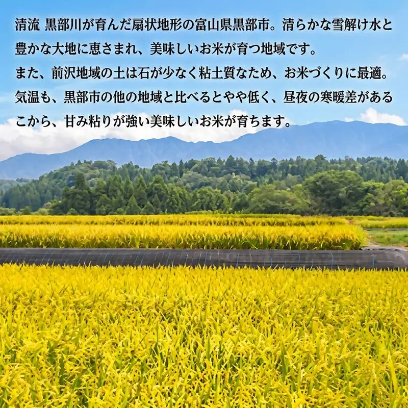 黒部産米 令和8年産コシヒカリ 精米 30kg お米 コメ 白米 こしひかり ご飯 ごはん 富山県 黒部市