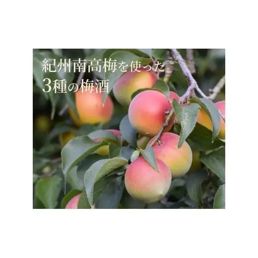 N237 梅酒飲み比べ３本セット