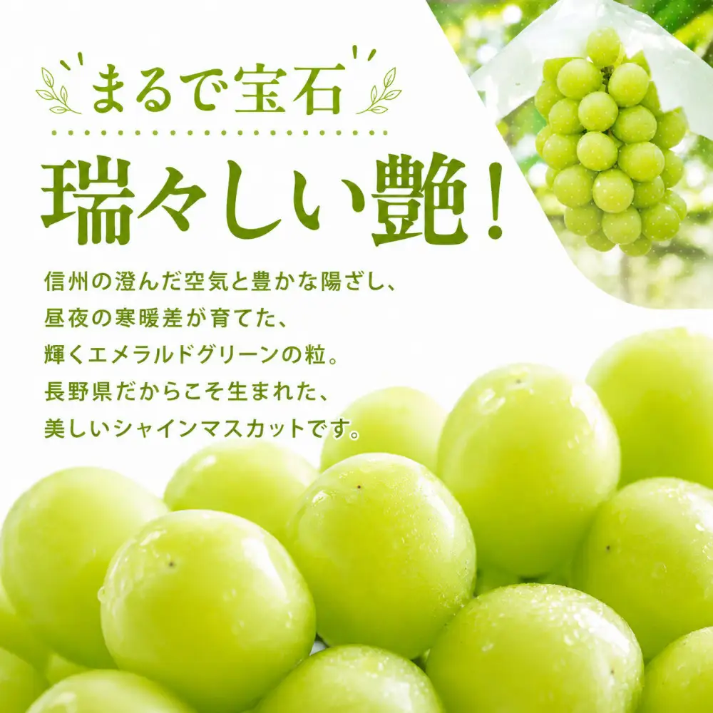 秀品 シャインマスカット 1kg 長野市産 シャインマスカット フルーツ 果物
