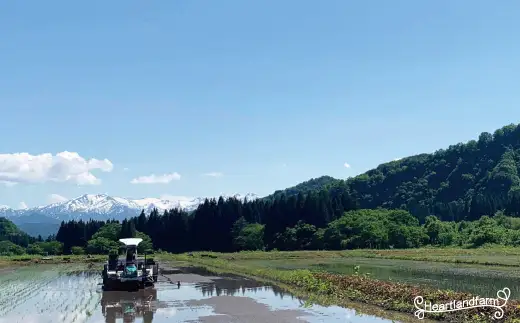 【令和８年産 新米】山形県小国町産 雪若丸5kg　小国地産