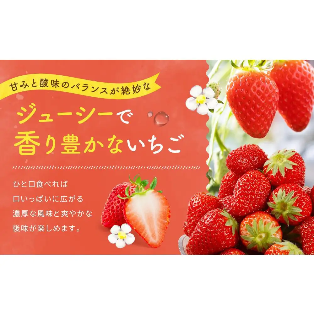 【2027年発送！3か月定期便】2Lサイズ 静岡いちご「紅ほっぺ」40粒　総重量約600ｇ　【20粒（約300ｇ）×2トレイ】 数量限定　人気　リピート多数