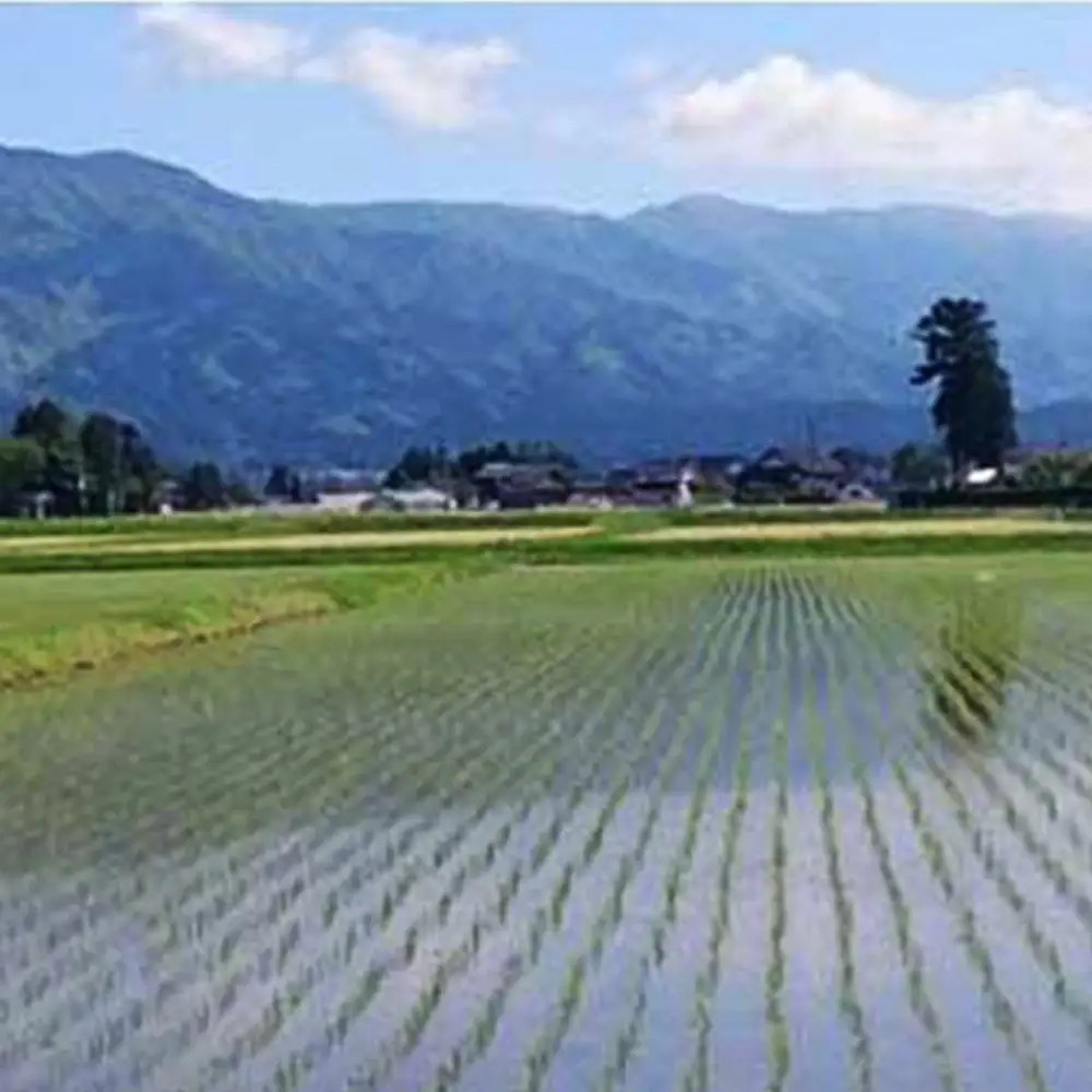 【令和8年産】定期便・12回  富山県産こしひかり 　育（はぐくみ）  白米５kg×２袋《南砺の逸品》