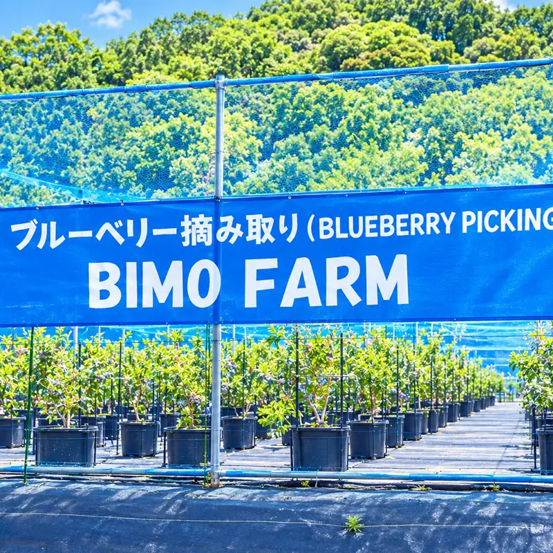 【2027年5月上旬～7月上旬発送予定】【予約チケット】ブルーベリー摘み取り体験（60分食べ放題）幼児（3歳以上）1名様分【 神奈川県 大磯町 】