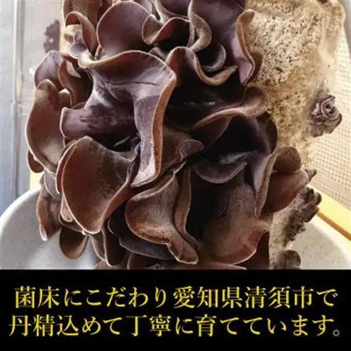 純国産きくらげ　生・乾燥セット【配送不可地域：離島】【1777830】