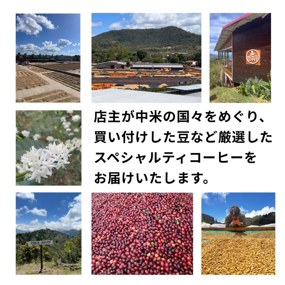 [定期1ヶ月毎12回]毎月違うスペシャルティコーヒー 500g（豆のまま）