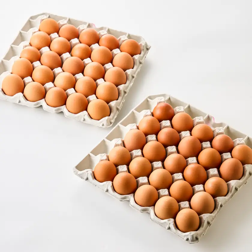 【武藤養鶏場】城山たまご50個(10個×5箱)「美味しいたまごは元気な鶏から」【配送不可地域：離島】【1774757】