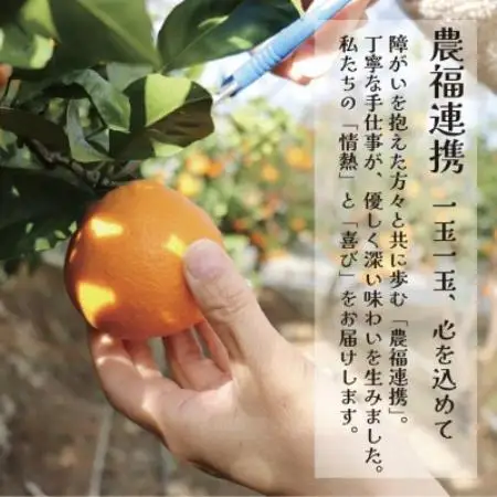 【ギフト用】栽培期間中農薬・化学肥料不使用!ストレートみかんジュース600ml2本セット【1737107】