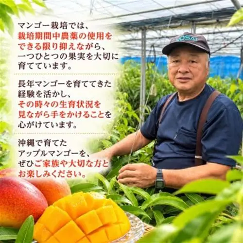 【2027年7月中旬より順次発送・白箱入り】瀬底さんの家庭用アップルマンゴー2kg(4～6玉)【配送不可地域：離島】【1785992】