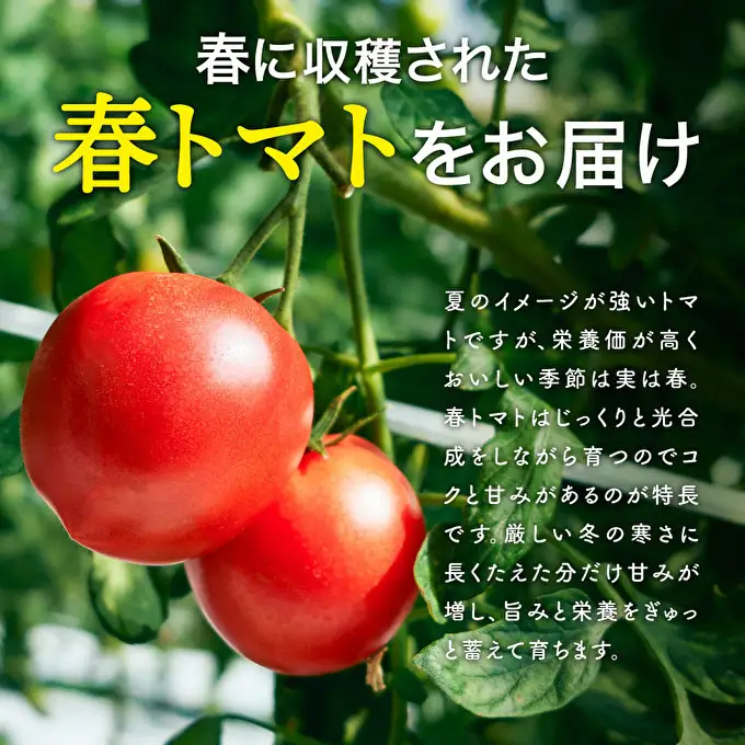 トマト 野菜 トマトの一番星 完熟 高糖度 トマト【3kg】【冷蔵】