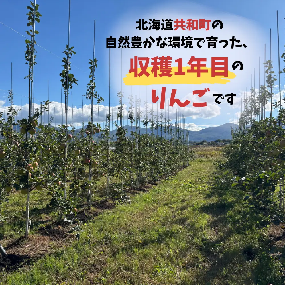 【数量限定】北海道共和町産りんご TEMATA FIRST シナノスイート・ぐんま名月 食べ比べセット