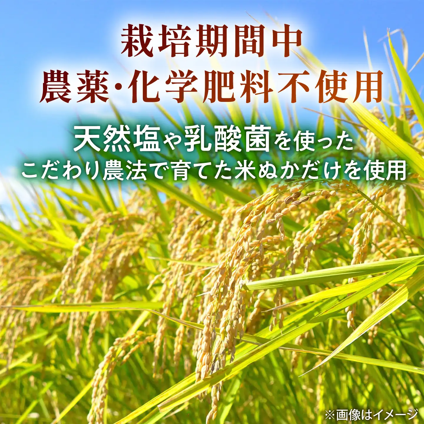 発芽玄米パウダー 100g×1袋 株式会社夢アグリ ZCL031