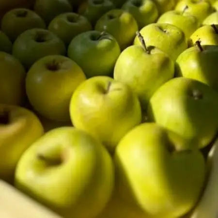 りんごの苗を植える所から始めたアップルパイ専門店　クリームチーズアップルパイ　1ホール【配送不可地域：離島・北海道・沖縄県・東北・関東・信越、北陸】【1758008】