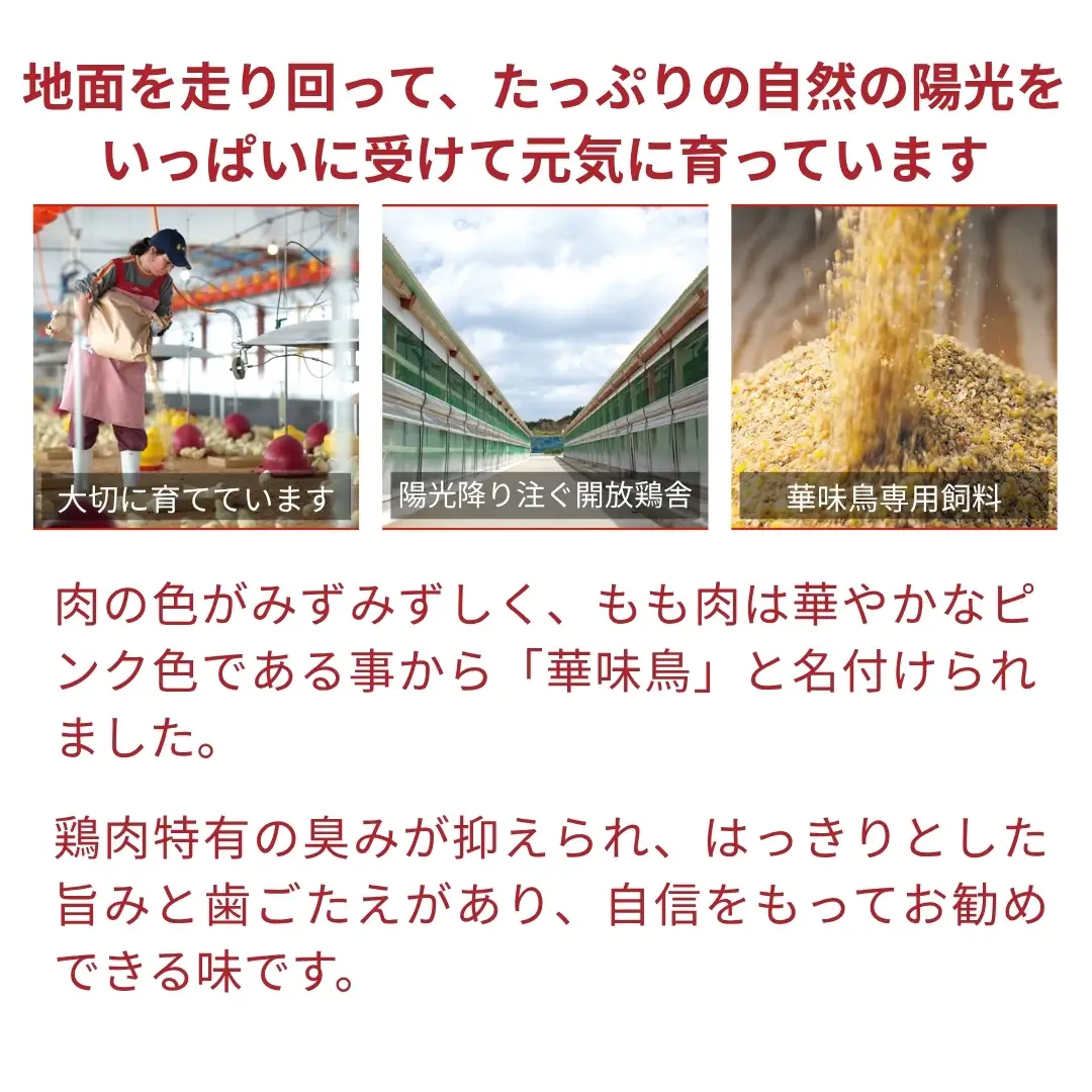 博多華味鳥 水炊き もつ鍋 セット 各3~4人前 | 水炊き トリゼンフーズ 福岡県 須恵町