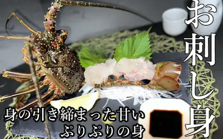 【 伊勢海老 】 天然 伊勢海老 7kg いせえび