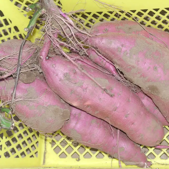 幻のさつまいも ちちぶ太白サツマイモ 約5kg 埼玉県秩父市産 No.643