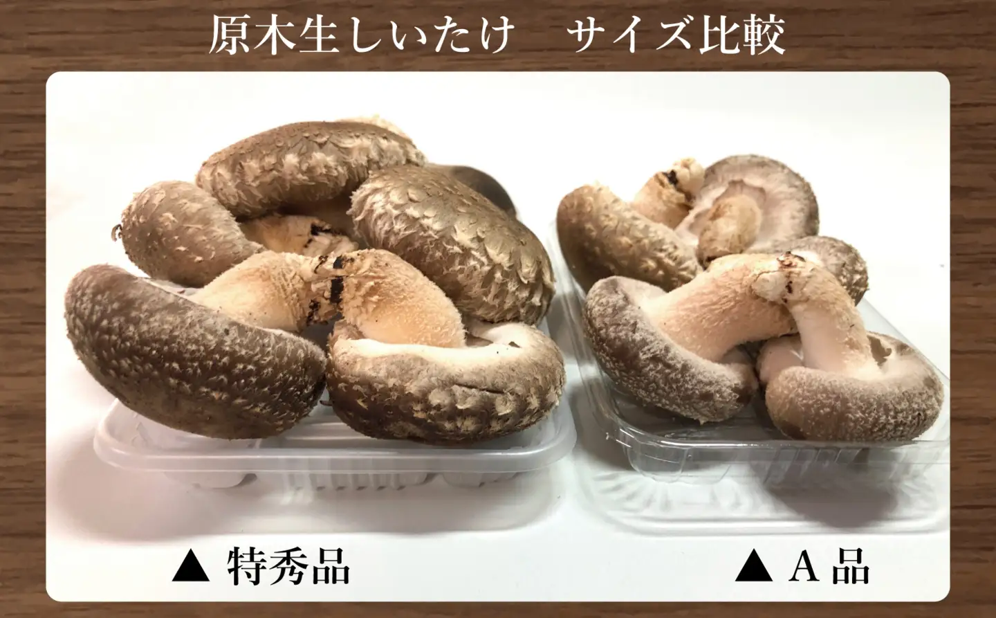 福島県産 原木生しいたけ 600g(100g×6p) A品 | 新地町 国産 しいたけ 椎茸 肉厚 きのこ きのこ類 原木栽培 農家直送 産地直送 お取り寄せ