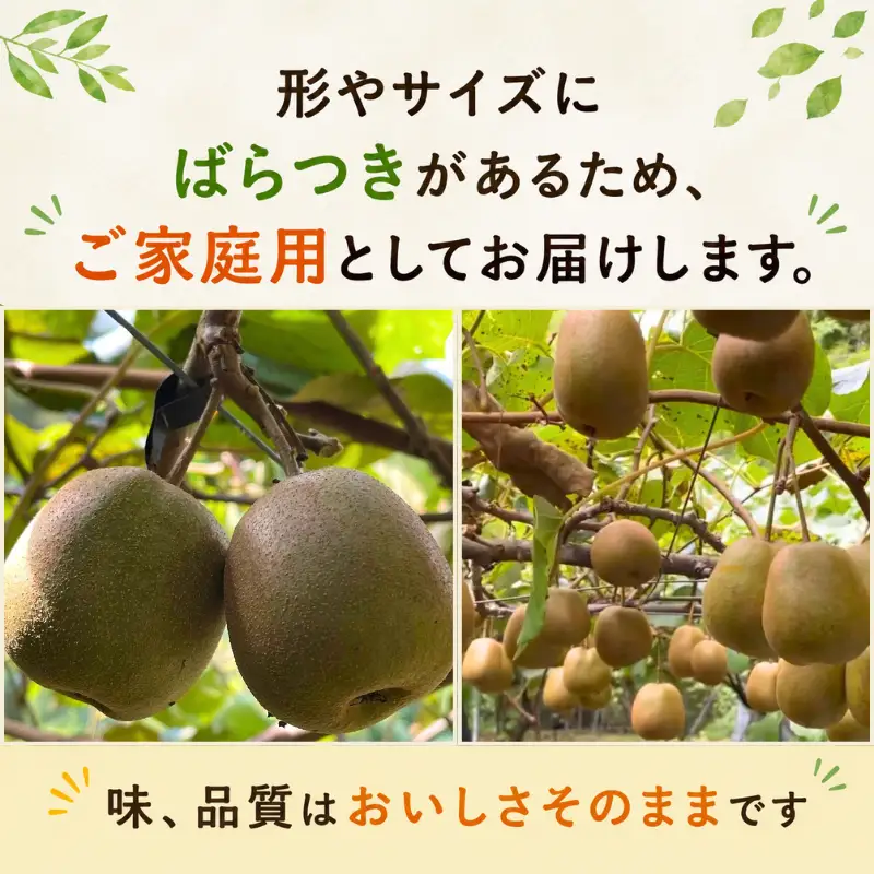 【先行予約】【家庭用】キウイ あぶの赤 1㎏ 山口県 阿武町産 数量限定 国産 果物 赤いキウイ《2026年10月下旬～発送予定》