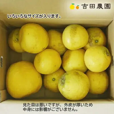 【先行予約】 訳あり 河内晩柑 5kg 愛媛県産 河内晩柑