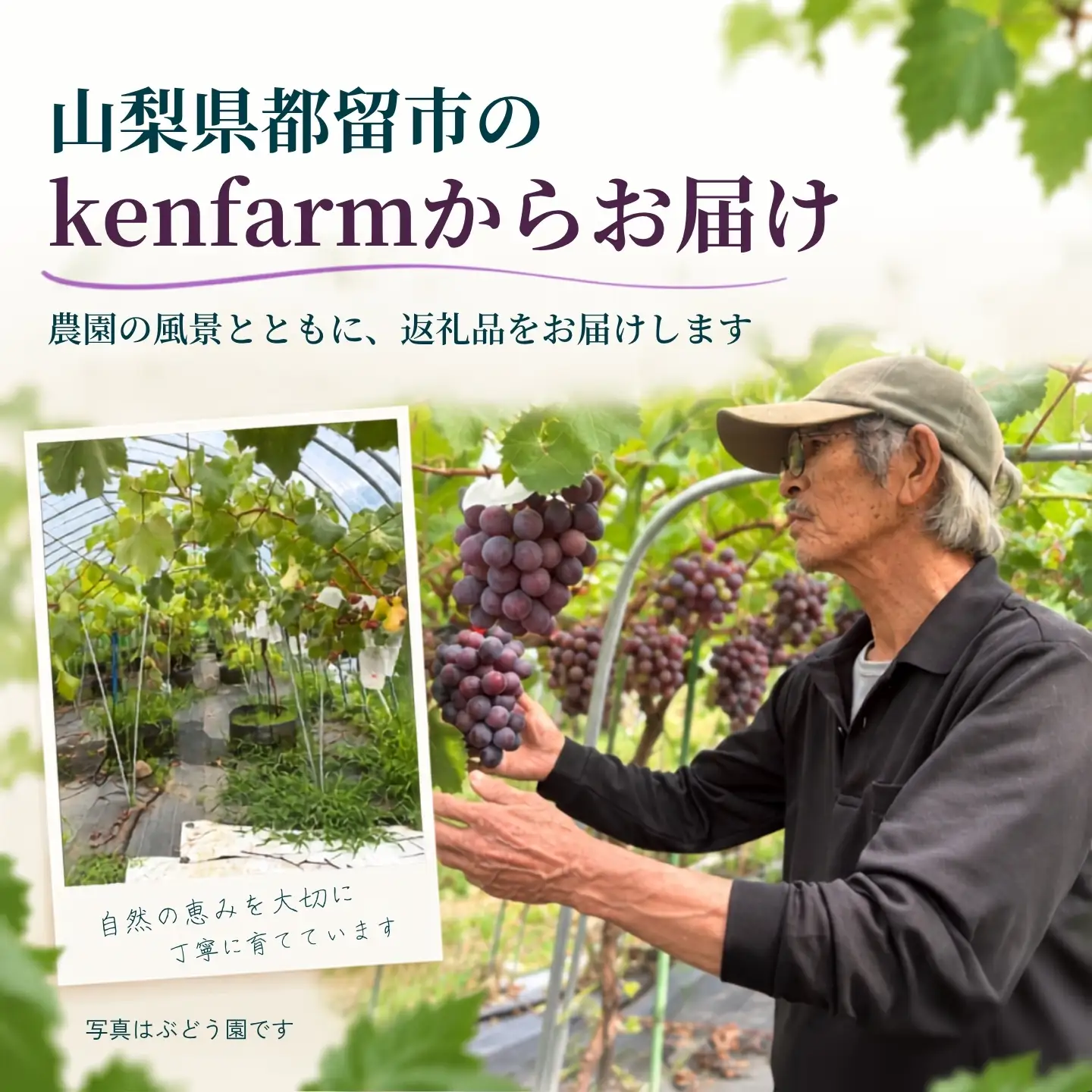 【2027年 先行予約】 山梨県 都留市産  ぶどう クイーンニーナ