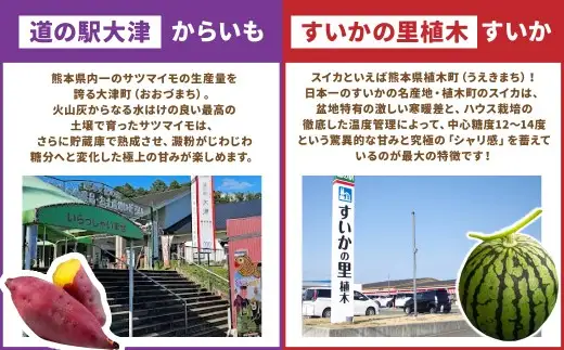 【 年6回定期便 】 旬の時期に旬の美味しいくまもとモンが届く！くまもとぐるっと道の駅定期便 定期便 野菜 やさい 有機野菜 果物 フルーツ 旬 詰め合わせ 詰合せ セット 特産品 特産物