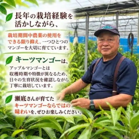 【2027年8月中旬より順次発送・家庭用】瀬底さんの幻のキーツマンゴー2kg(2～4玉)【1786013】