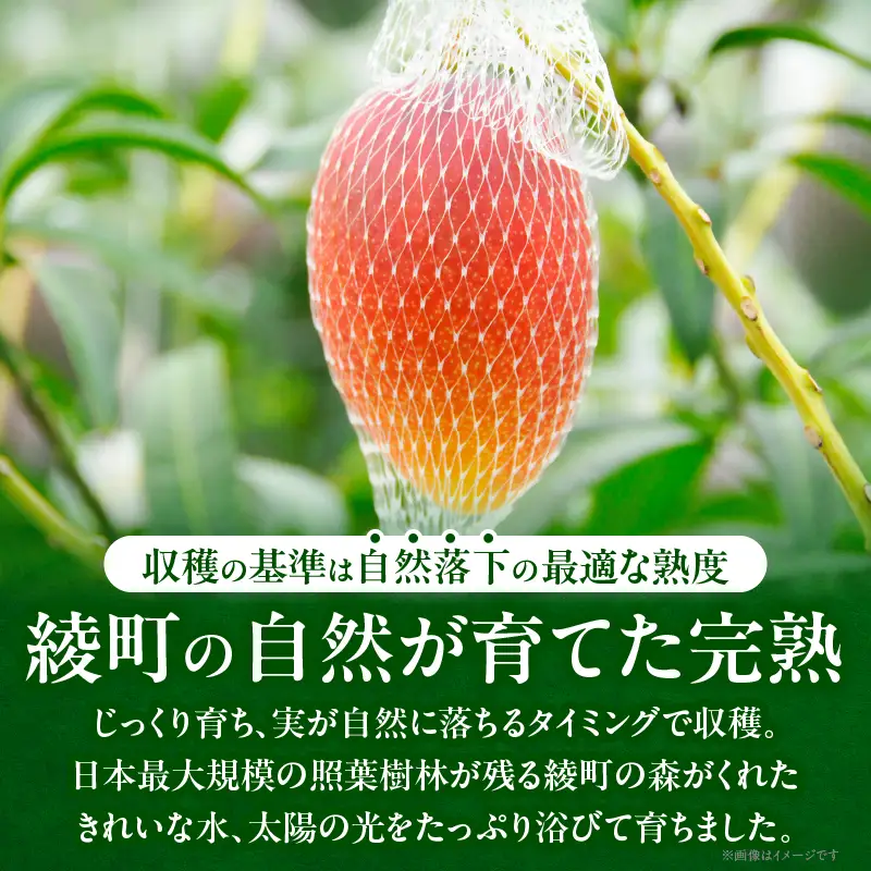 【全2回お届け】太陽のタマゴ 3L×2玉［T21］定期便 フルーツ 果物 くだもの 2027年 完熟マンゴー 国産 宮崎マンゴー マンゴージュース 南国フルーツ おすすめ デザート ギフト 贈り物 プレゼント 冷蔵 綾町 送料無料_A0113-011