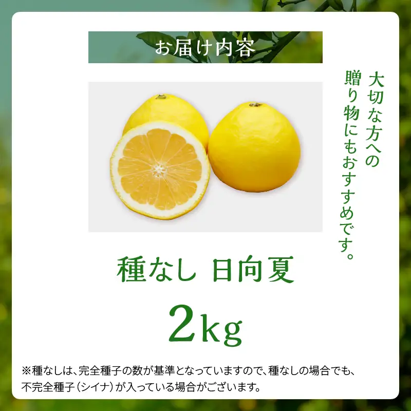 先行受付 初春の旬 日向夏 種なし 2kg ［H20］ 果物 フルーツ くだもの 2027年 柑橘 みかん 国産 フルーツサンド ジュース おやつ スイーツ デザート ジャム さわやかな甘み おすすめ ギフト 贈り物 贈答 ご褒美 おすそ分け お返し 宮崎県 綾町 送料無料_A0113-012