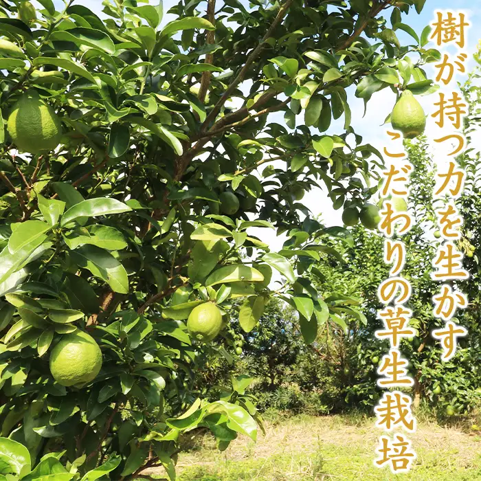 【鴨川の柑橘】まろやかな酸味とたっぷり果汁『璃の香レモン』５kg 《10月より発送開始》《数量限定》《先行予約》ちばエコ農産物 りのか リノカ 国産レモン 旬の柑橘 レモン 薄皮 草生栽培 低農薬 除草剤不使用 鴨川産 千葉県産 [安田園芸][0011-0085]