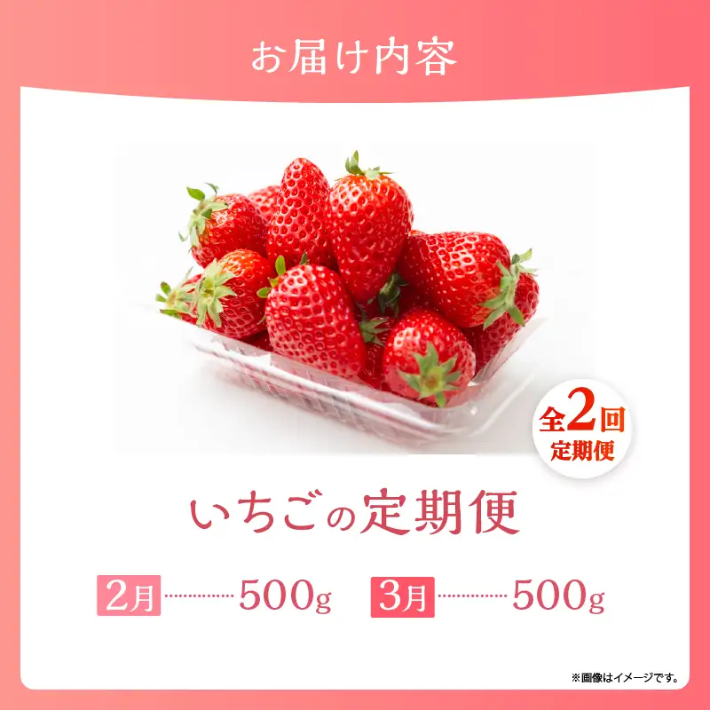 先行予約【全2回お届け】 いちご 定期便 合計1kg［I20］果物 フルーツ くだもの 2027年 青果 苺 イチゴ いちご大福 国産 おやつ スイーツ デザート おすすめ ジャム ジュース 甘い ジューシー ギフト おすそ分け 宮崎県 綾町 送料無料_A0113-013