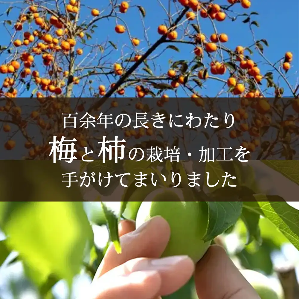 ひらたねなし柿（約7kg・40～46個・訳あり）×1箱