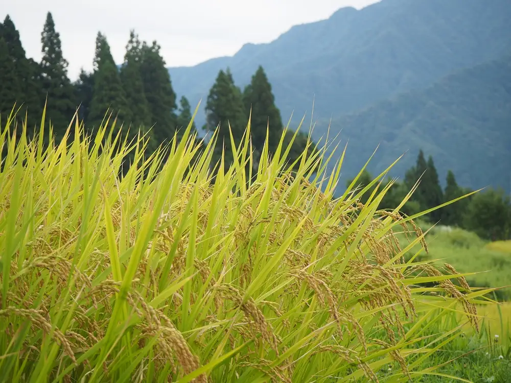 令和8年産 JAたじま厳選！ 兵庫県但馬産こしひかり 10kg（5kg×2袋）　AS50CA36-2