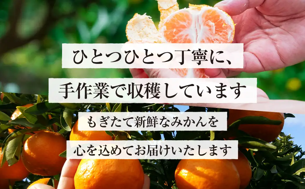  温州小玉みかん ご家庭用 10kg