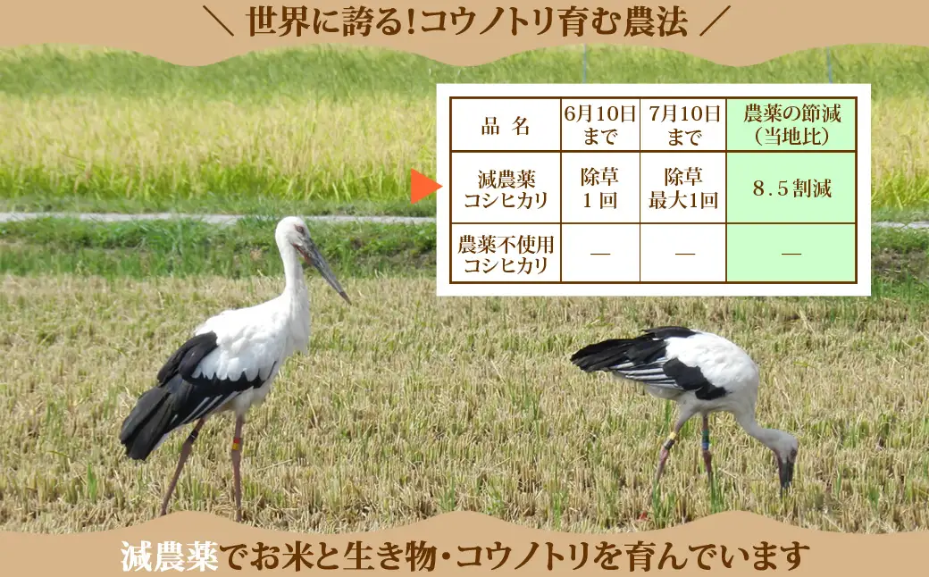 新米 六方たんぼ コシヒカリ 減農薬（白米：10kg）令和8年産 / 米 お米 精米 コシヒカリ コウノトリ育む農法