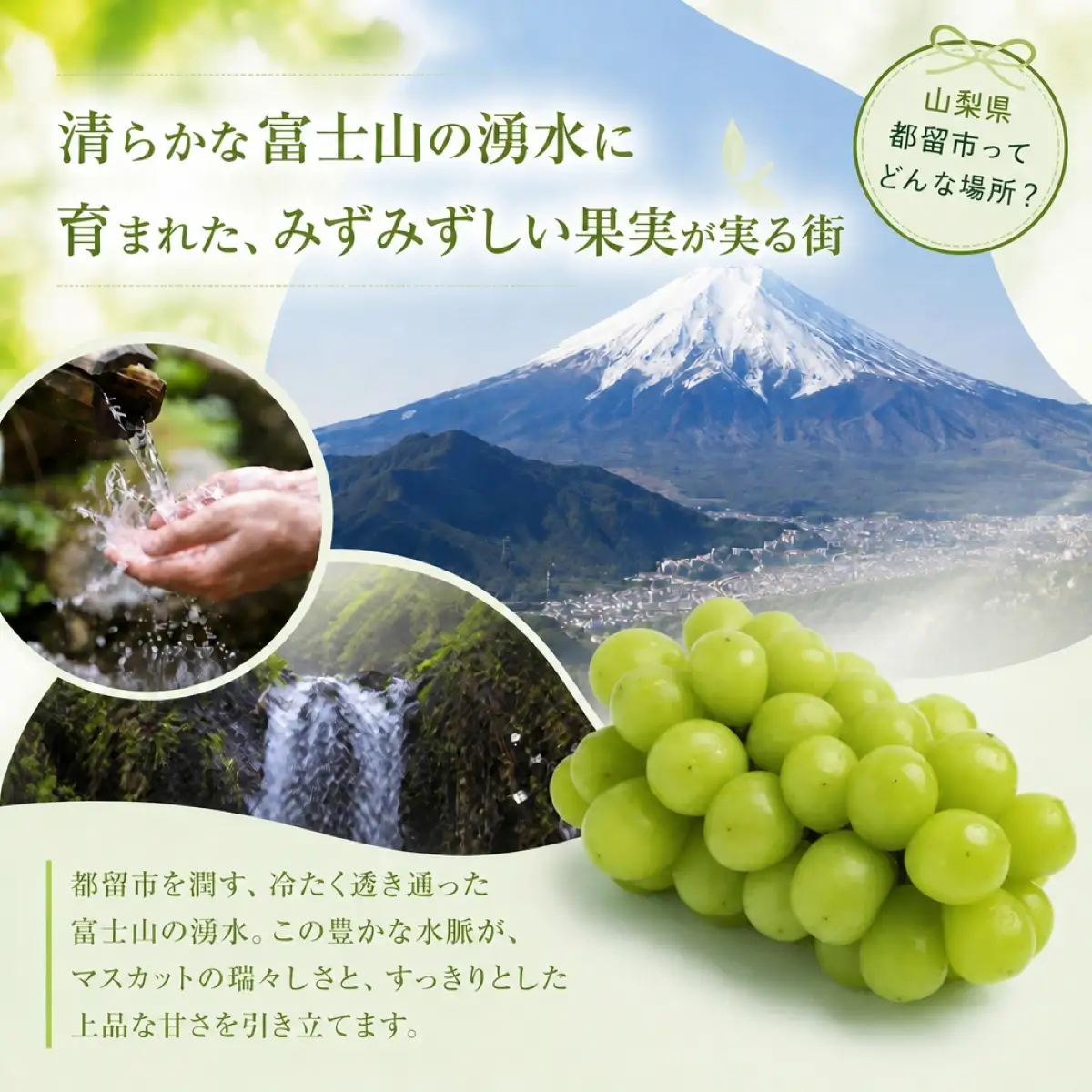 【2027年先行予約】山梨県産 シャインマスカット（粒）約500g