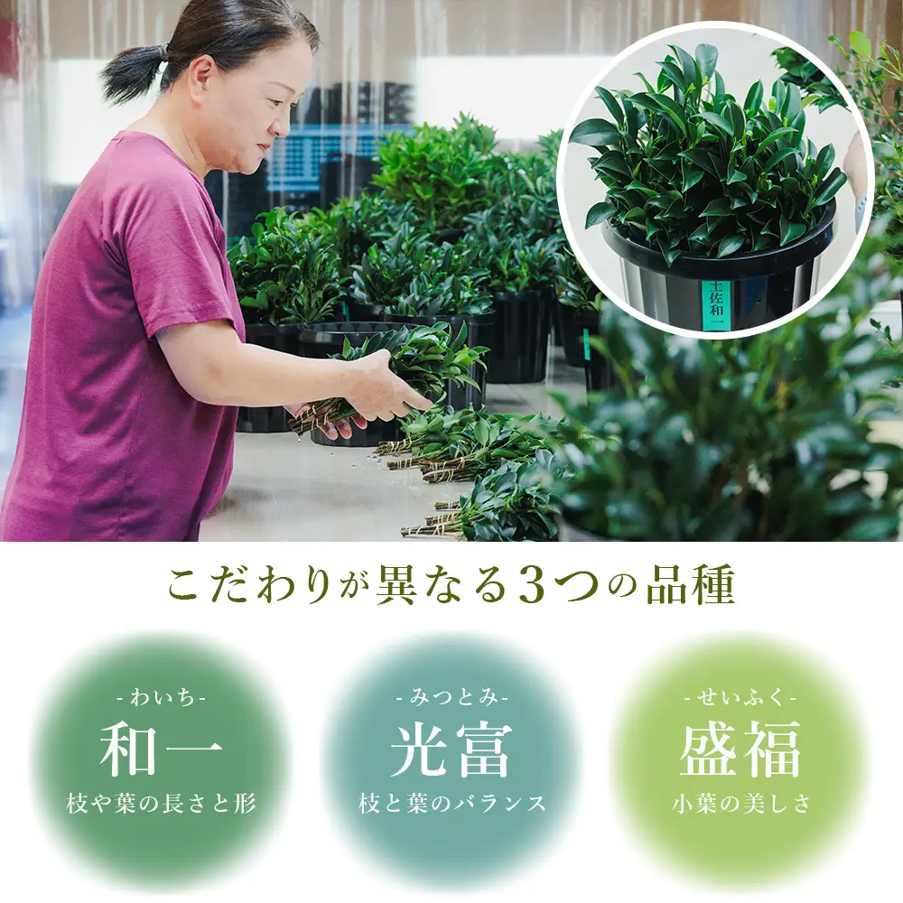 国産 本榊 ２束（6～10本）ht-0001