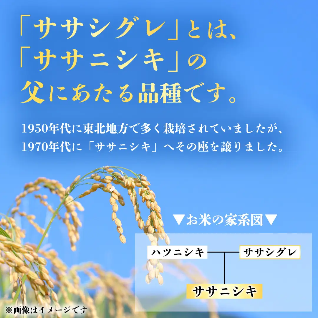 令和8年産 ささしぐれ 3kg (精米) DE010