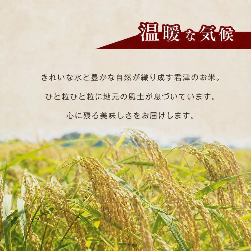 令和8年産 ミルキークイーン 10kg | 君津産 きくばり農園